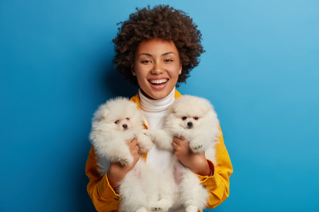 Lovely ethnic girl carries two similar puppies on hands, chills with dogs, happy to have spare time, do training, prepare for animal competition, isolated on blue wall. Focus on white fluffy spitz