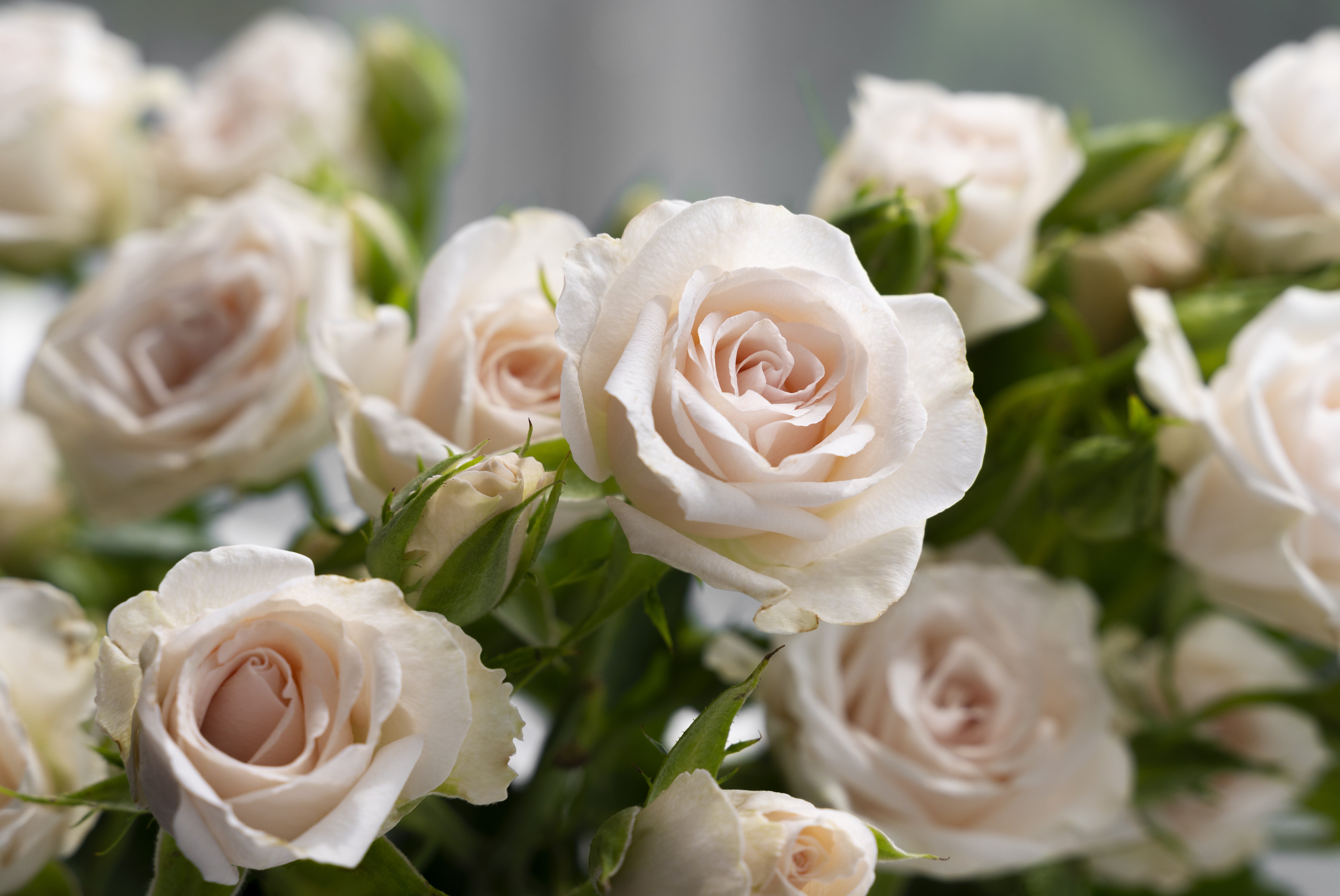 Send a Beautiful Condolence Message to Someone Grieving